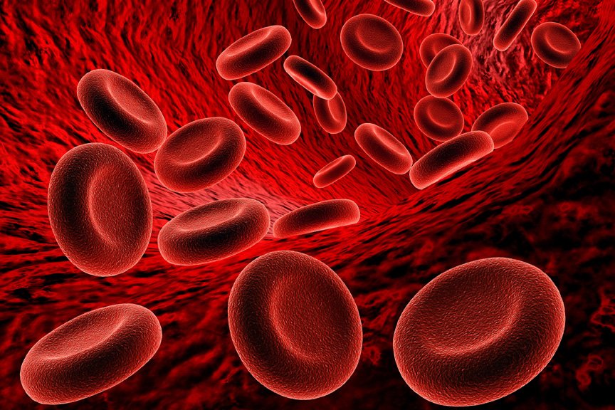 Microscopic view of red and white blood cells